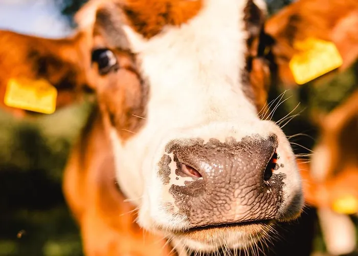 Ferienhaus Haus Am Berg: Nestelberg17
